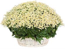 Цветочная композиция из Ромашки в корзине #REPLACE_PRED# Приморье